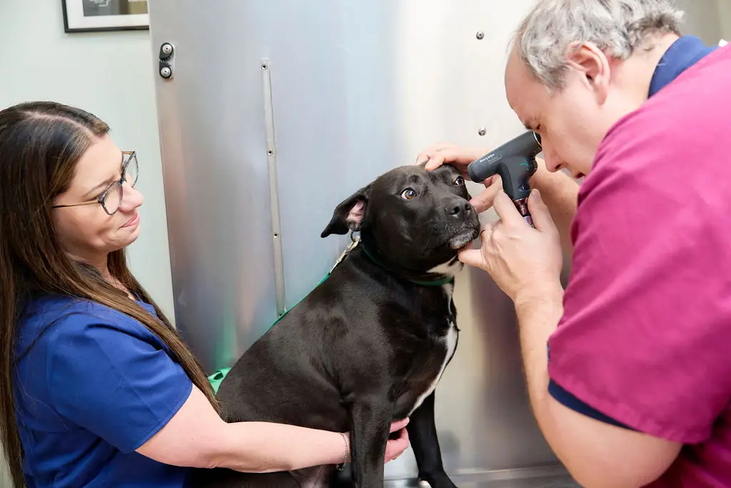 A dog is examined by veterinarian at Animal Care Center.