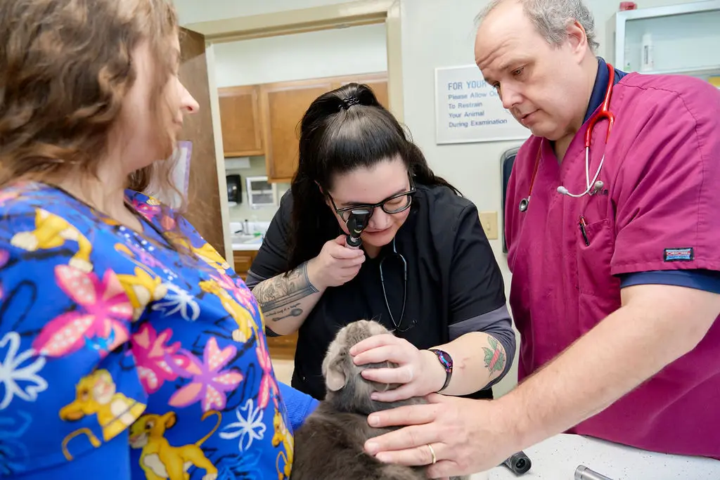 Veterinary team at Animal Care Center examines a cat's eyes.