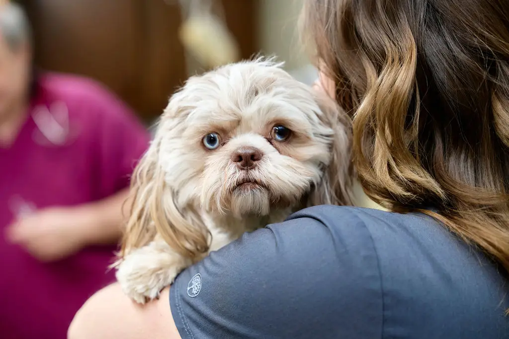A little dog looks over veterinary staff's shoulder at Animal Care Center.