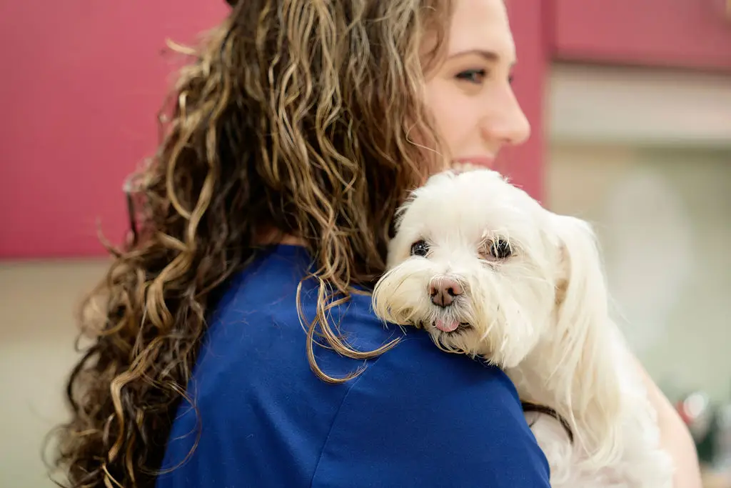 A little dog is cuddled on veterinary staff's shoulder at Animal Care Center.