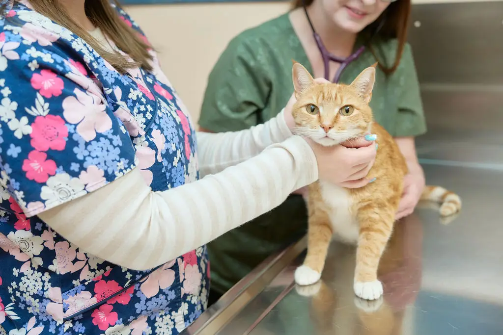 An orange tabby is examined at Animal Care Center in Princeton and Pearisburg.